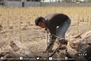 من جذور الاشجار يأمن سكان منطقة المرج في الغوطة الشرقية قوتهم اليومية