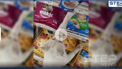 بالفيديو | قطة تتصدر الترند بعد طريقتها الذكية للحصول على طعامها المفضل " فيديو القطة "