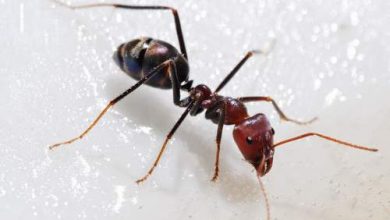 هل تعلم ماذا سيحدث عند رؤية النمل في المنام ؟ تفسير ابن سيرين