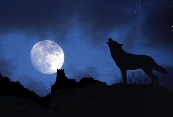تفسير حلم رؤية الذئب في المنام