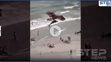 بالفيديو|| طائر جارح يصطاد سمكة قرش كبيرة.. ويحلق طائرا بها في السماء