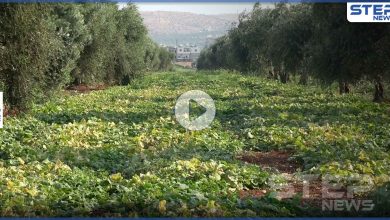 شاهد الصعوبات التي يواجهها مزارعي شمال إدلب أثناء جني المحاصيل الصيفية