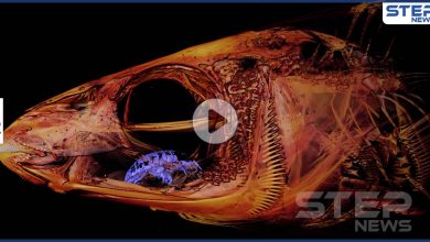 بالفيديو والصور|| العلماء مذهولون من حيوان "مصاص الدماء" يبتلع اللسان ويحل محله