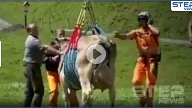 بالفيديو|| مشهد غريب لبقرة معلقة في الهواء بـ سويسرا.. إليك التفاصيل