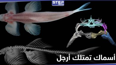 بالصور|| اكتشاف علمي حديث.. هذه الأنواع من الأسماك تمتلك أرجل وتمشي على الأرض