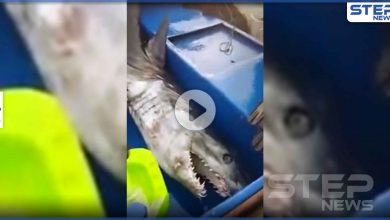 بالفيديو|| هجوم شرس من قبل سمكة قرش على صياد أردني.. والجهات المعنية تكشف نتائج الحادثة