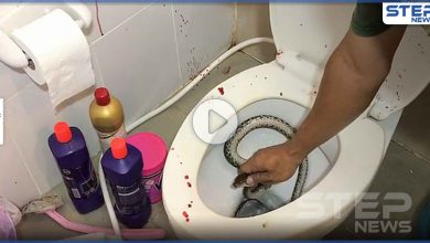 بالفيديو|| أفعى تفاجئ رجل وتلسعه بمكان حساس خلال استعماله الحمام