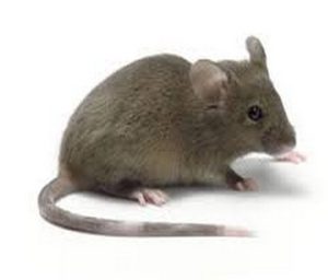 تفسير رؤيا الفأر بالمنام 
