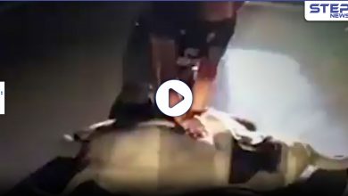 بالفيديو || عامل إنقاذ يُنعش قلب فيل صغير بعد وفاته بحادث في تايلاند