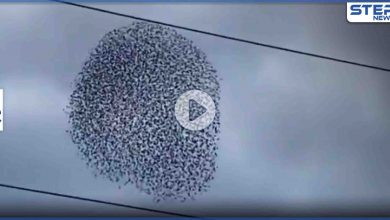 بالفيديو|| جيش من طيور الزرزور تؤدي رقصةً خاصة بتناغمٍ عالٍ في السماء,, بمشهدٍ مذهل