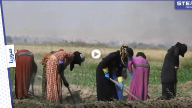لجوء النساء إلى أعمال الزراعة في شمال شرق سوريا بسبب تردي الوضع المعيشي