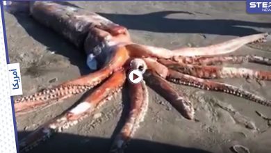 رصد مخلوق غامض "بحجم الإنسان" بأعماق البحار يسبح حول سفينة غارقة والعلماء يحددون ماهيته (فيديو وصور)