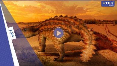 بالفيديو|| اكتشاف ديناصور مدرع بذيل مذهل يشبه أحد أسلحة البشر يعود إلى ملايين السنين