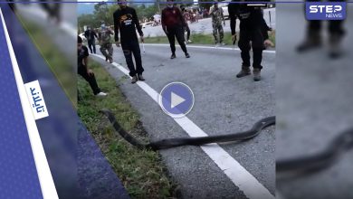 بالفيديو|| ثعبان ضخم يشل حركة السيارات في طريق سريع بتايلاند ويهاجم كل من يقترب منه ويثير ذعر المارة