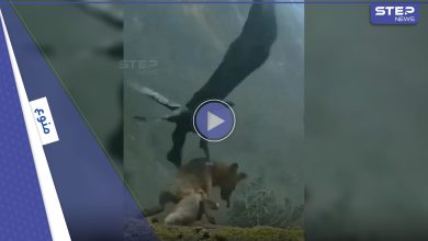 بالفيديو|| نسر يحمل ذئب ضخم من الأرض ويحلق به وسط عاصفة هوجاء في مشهد نادر
