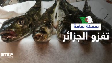 سمكة الأرنب السامة تغزو سواحل الجزائر والسلطات تحذر سم واحدة منها يقتل 100 شخص (صور)