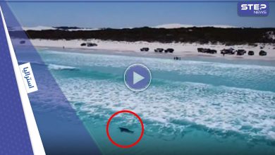 بالفيديو|| قرش يهاجم فتاة أثناء سباحتها في شواطئ أستراليا ويصيبها بجروح خطيرة والسلطات تغلق الشاطئ