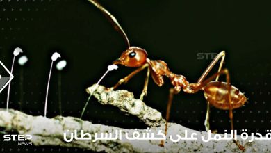 دراسة جديدة تؤكد قدرة النمل على إمكانية حمايتنا من مرض السرطان واستطاعته الكشف عنه مبكراً