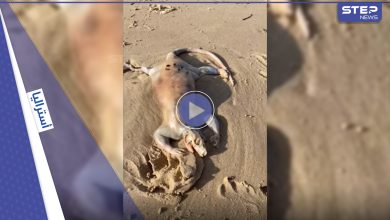 بالفيديو|| يشبه الديناصور.. شاب أسترالي يعثر على كائن غريب على شاطئ البحر وصفه بـ"الفضائي"