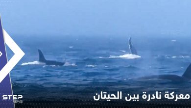"مشاهد لا تصدق".. معركة نادرة بين نوعين من الحيتان تخللها صفعات وصراخ