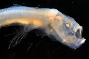 مخلوقات غريبة قرب براكين في أعماق المحيط الهندي.. اكتشاف مذهل في عالم البحار