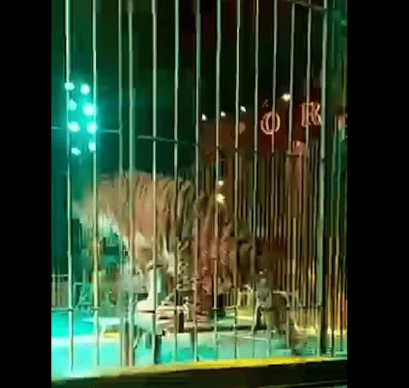 مشهد مخيف لـ نمر يفترس مدربه في سيرك إيطالي 1