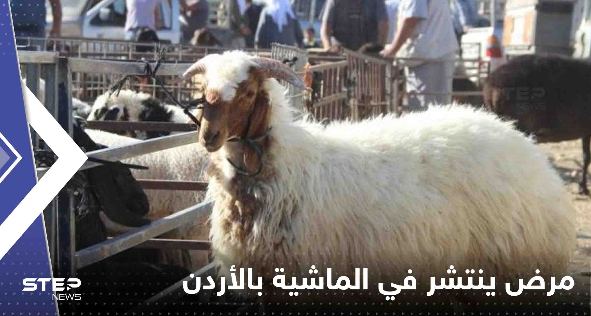 مرض خطير ينتشر في أسواق الماشية بالأردن