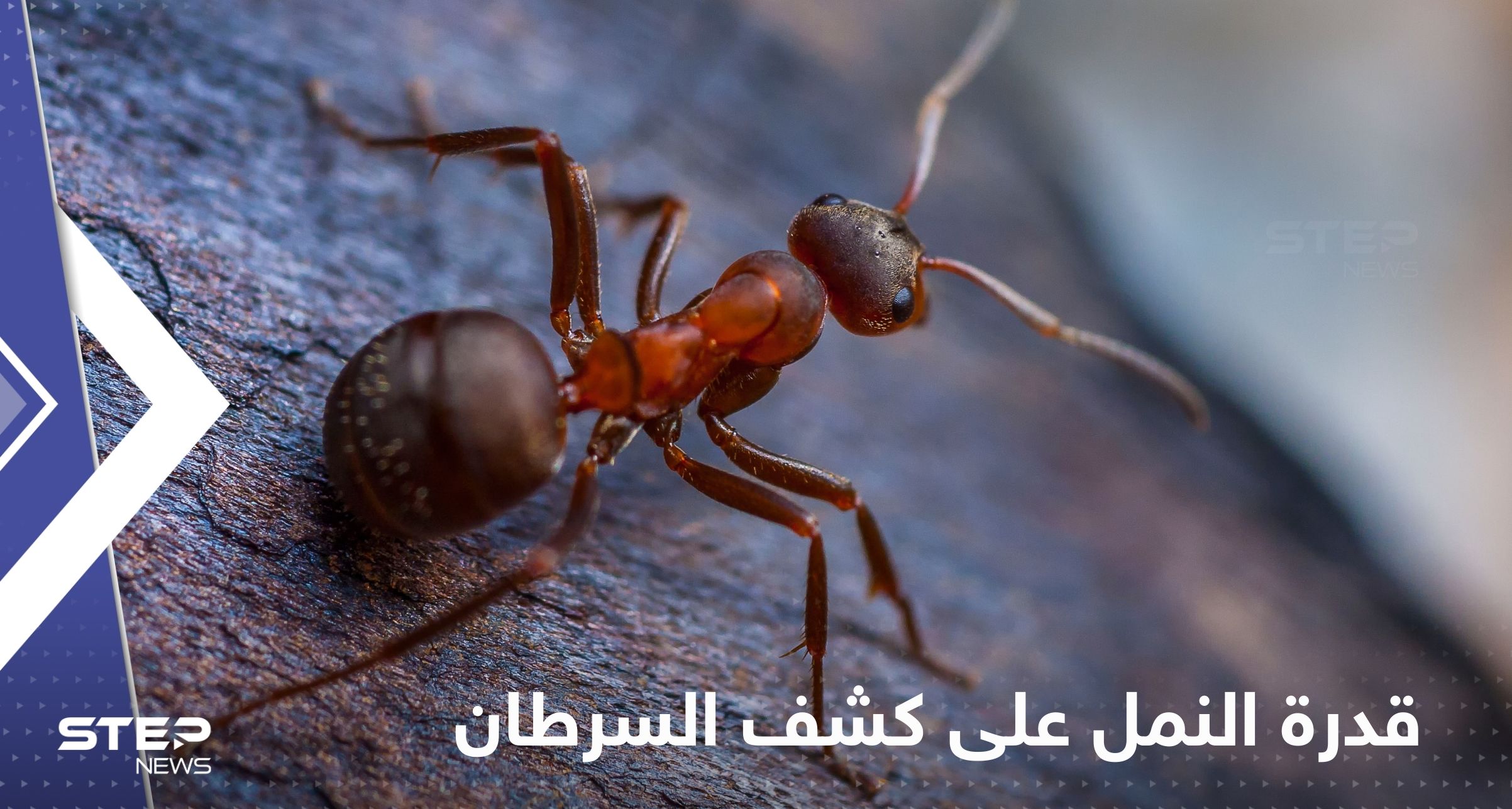 قدرة النمل على كشف أورام السرطان