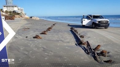 بالفيديو|| "مخلوقات غريبة" على شواطئ فلوريدا الأمريكية عقب ظاهرة "المد الأحمر"