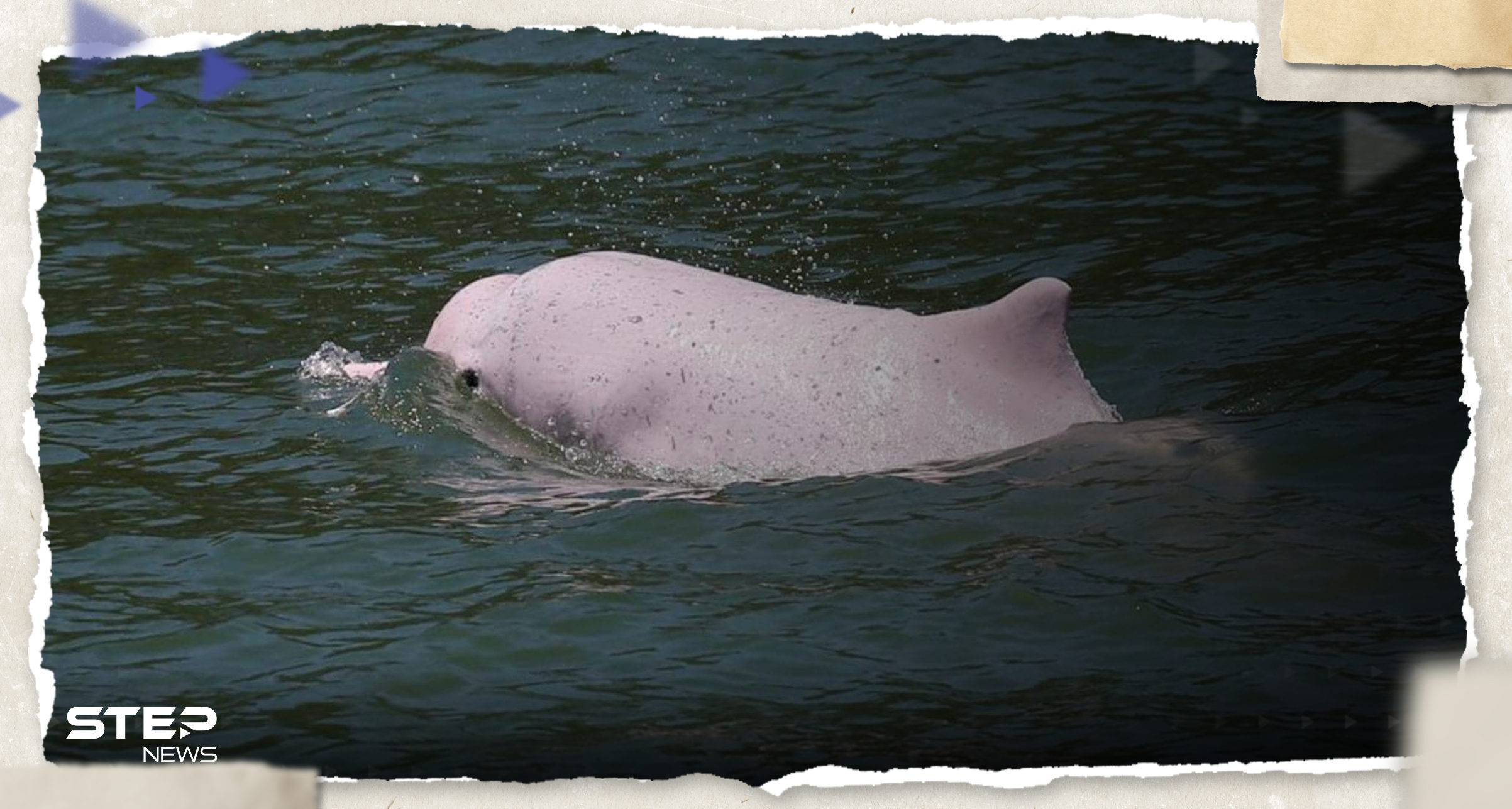 علماء يكتشفون نسبة من الزئبق في الدلافين الوردية "النادرة" ويحذرون من "خطر" على البشر 