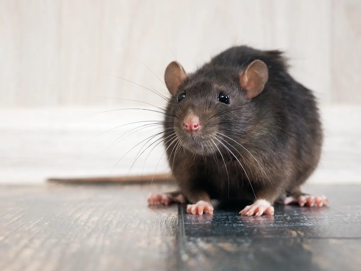 وباء الفئران في بريطانيا