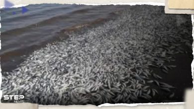 آلاف الأسماك النافقة على ساحل خليج تكساس.. ما قصتها؟