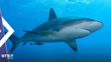 مواجهة أسماك القرش في البحر.. خبيرة تكشف طريقة بسيطة لإخافتها والنجاة منها