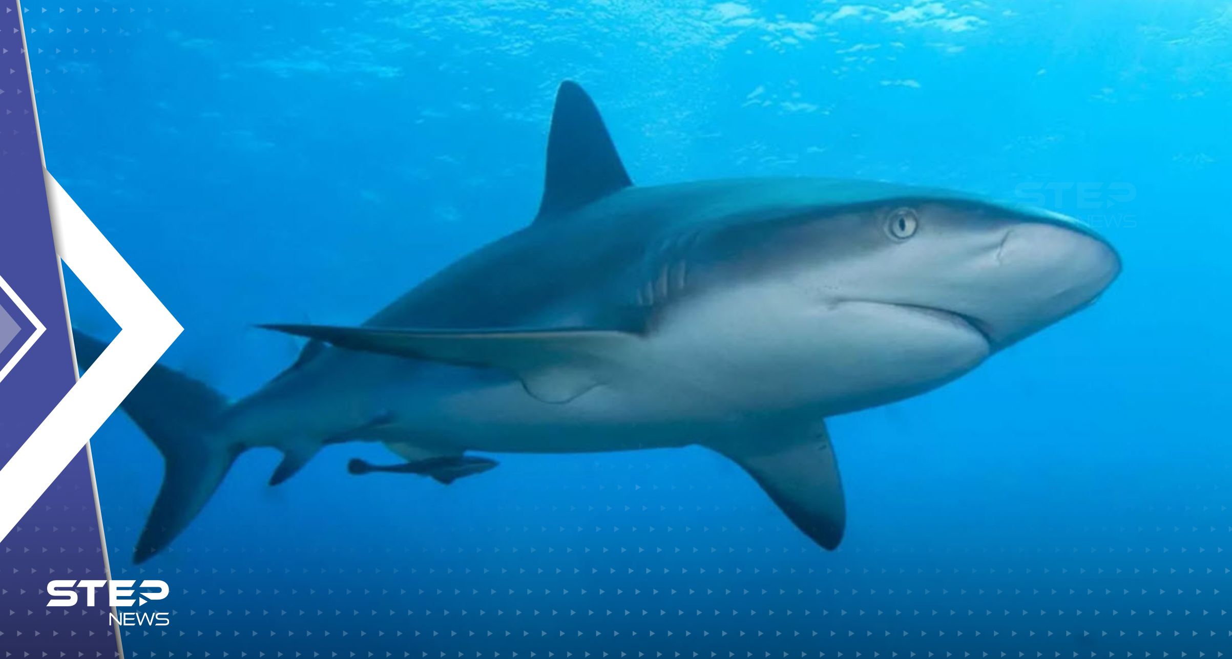 مواجهة أسماك القرش في البحر.. خبيرة تكشف طريقة بسيطة لإخافتها والنجاة منها