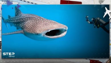 - "القرش الحوتي" الضخم يظهر في شاطئ بمصر