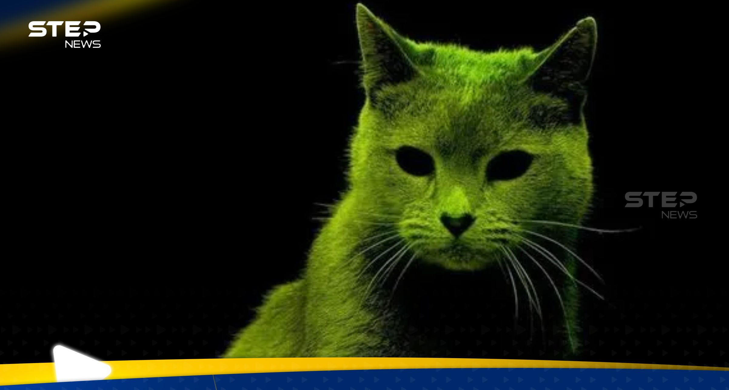 - أسراب من القطط "النووية" تثير الهلع في منطقة بريطانية