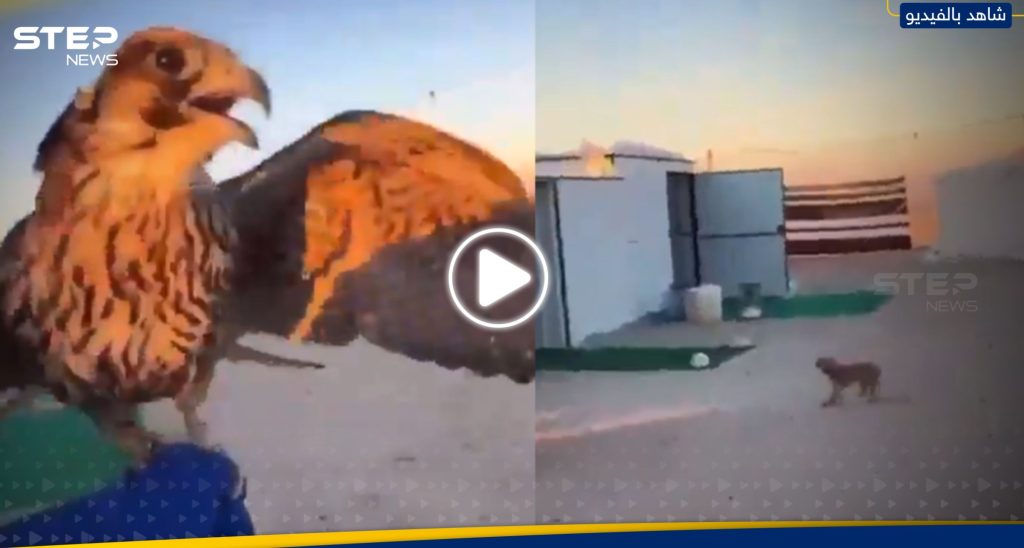 صقر يهاجم عاملة منزلية في مخيم صحراوي.. شاهد ردة فعلها
