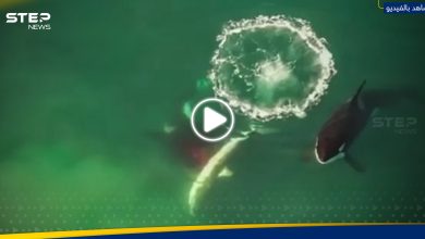 بالفيديو|| "دقيقتين من الإثارة".. العلماء يشاهدون مشهداً "مدهشاً" بين دلفين وسمكة قرش