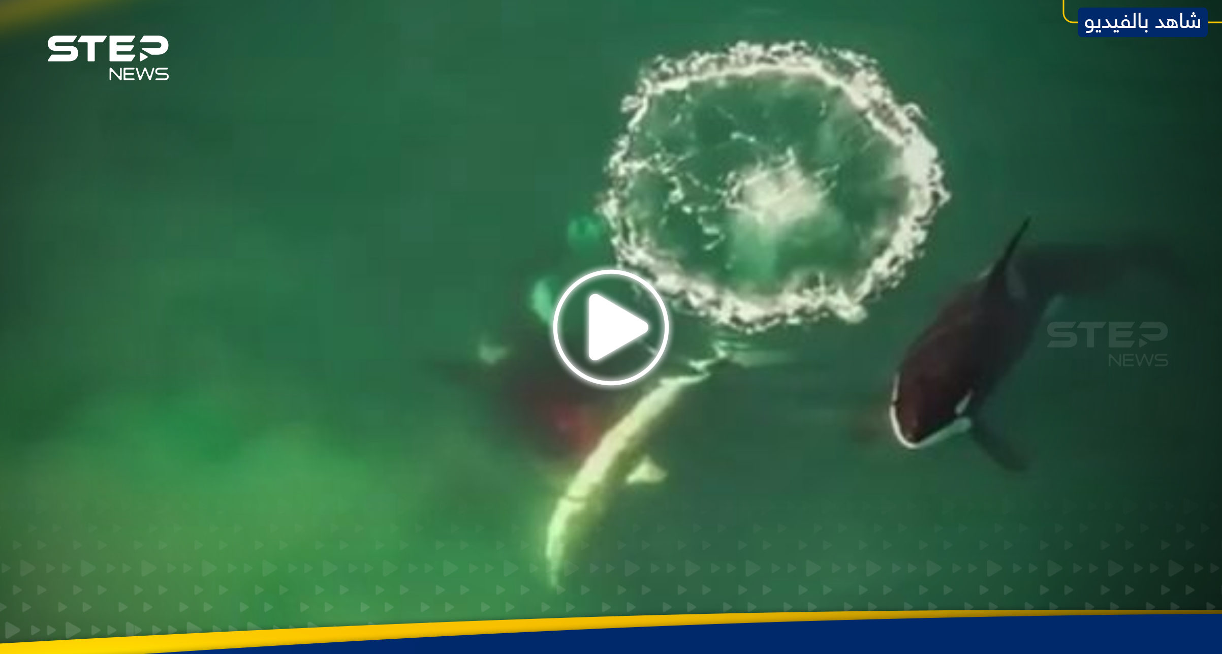 بالفيديو|| "دقيقتين من الإثارة".. العلماء يشاهدون مشهداً "مدهشاً" بين دلفين وسمكة قرش 