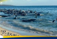 جنوح جماعي لحيتان طيارة على شاطئ أسترالي