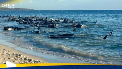جنوح جماعي لحيتان طيارة على شاطئ أسترالي