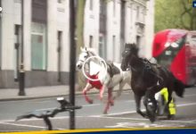 هروب خيول الجيش البريطاني في جميع أنحاء لندن.. شاهد ماذا فعلت