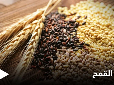 القمح النبات الأكثر شهرة في العالم.. تعرف على فوائده التي لا تتوقعها