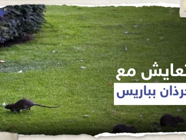 طلب "غريب" من سلطات باريس للمواطنين بالمدينة بعد أن غزتها الجرذان