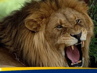 أسد يفترس مربيه في النجف العراقية (فيديو)