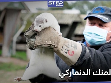 ظهور فيروس تاجي متحور في حيوان المنك الدنماركي وأكثر من 200 إصابة بشرية (صور)