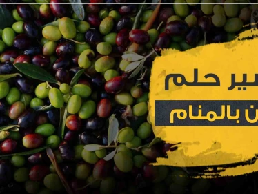 تفسير رؤية الزيتون في المنام بأنواعه وألوانه وبجميع الوضعيات