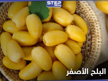 منها تسهيل الولادة الطبيعية.. إليك 10 فوائد لــ البلح الأصفر