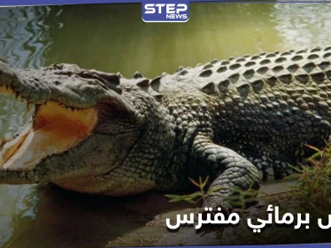 الضحية الثالثة خلال شهر... أستراليا تبدأ عملية "قتل وتشريح" تماسيح عقب اختفاء صياد
