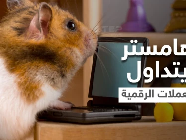 بالفيديو|| تعرف على الهامستر الذي أذهل العالم بتفوقه على البشر في تداول العملات الرقمية.. مالكه يكشف الأسرار بعد وفاته